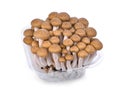 Resh brown shimeji mushroom, beech mushrooms or edible mushroom Royalty Free Stock Photo