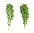 Resh green kale leaves