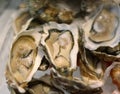 Resh oysters on ice, selective focus, shallow DOF