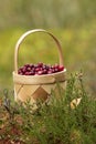 Resh red delicious ripe cranberries Oxycoccus palustris