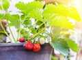 Resh ripe young strawberries on tree