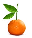 Resh tangerine