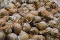 resh whelks in the shell Royalty Free Stock Photo