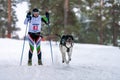 Reshetiha, Russia - 02.02.2019 - Dog skijoring. Pointer sled dog pull dog driver. Sport championship competition