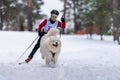 Reshetiha, Russia - 02.02.2019 - Dog skijoring. Samoyed sled dog pull dog driver. Sport championship competition