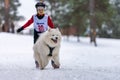 Reshetiha, Russia - 02.02.2019 - Dog skijoring. Samoyed sled dog pull dog driver. Sport championship competition