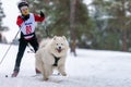 Reshetiha, Russia - 02.02.2019 - Dog skijoring. Samoyed sled dog pull dog musher. Sport championship competition