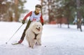 Reshetiha, Russia - 02.02.2019 - Dog skijoring. Samoyed sled dog pull dog musher. Sport championship competition