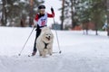 Reshetiha, Russia - 02.02.2019 - Dog skijoring. Samoyed sled dog pull dog musher. Sport championship competition