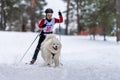 Reshetiha, Russia - 02.02.2019 - Dog skijoring. Samoyed sled dog pull dog musher. Sport championship competition