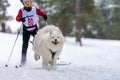 Reshetiha, Russia - 02.02.2019 - Dog skijoring. Samoyed sled dog pull dog musher. Sport championship competition