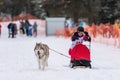 Reshetiha, Russia - 02.02.2019 - Sled dog racing. Children championship competition. Husky sled dogs team pull a sled with young