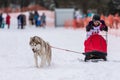 Reshetiha, Russia - 02.02.2019 - Sled dog racing. Children championship competition. Husky sled dogs team pull a sled with young