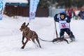 Reshetiha, Russia - 02.02.2019 - Sled dog racing. Children championship competition. Pointer sled dogs team pull a sled with young