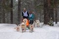 Reshetiha, Russia - 02.02.2019 - Sled dog racing. Husky sled dogs team pull a sled with dog drive