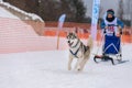 Reshetiha, Russia - 02.02.2019 - Sled dog racing. Husky sled dogs team pull a sled with dog driver. Championship competition