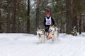 Reshetiha, Russia - 02.02.2019 - Sled dog racing. Husky sled dogs team pull a sled with dog musher. Championship competition