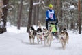 Reshetiha, Russia - 02.02.2019 - Sled dog racing. Husky sled dogs team pull a sled with dog musher. Championship competition
