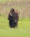 Resident Bison At Oklahoma tall grass prairie preserve Royalty Free Stock Photo