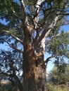 Majestic tree. Giant tree. Great forest dweller.