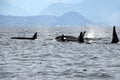 Pod of 6 Resident Orcas of the coast near Sechelt, BC