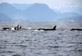 Pod of Resident Orcas of the coast near Sechelt, BC