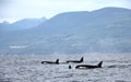 Pod of Resident Orcas of the coast near Sechelt, BC