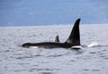 Pod of Resident Orcas of the coast near Sechelt, BC