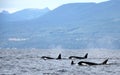 Pod of Resident Orcas of the coast near Sechelt, BC Royalty Free Stock Photo