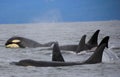 Pod of Resident Orcas of the coast near Sechelt, BC Royalty Free Stock Photo