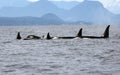 Pod of Resident Orcas of the coast near Sechelt, BC