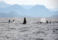 Pod of Resident Orcas of the coast near Sechelt, BC