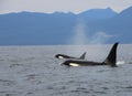 Pod of Resident Orcas of the coast near Sechelt, BC