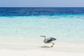 A resident stork at the beach in Maldives