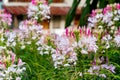 Residential flower garden