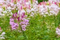 Residential flower garden Royalty Free Stock Photo