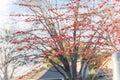 Residential house backyard with winterberry Ilex Decidua fruits near Dallas, Texas