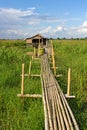 Residential house on stilts with a bamboo pathway