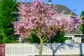 Residential house with white fence and blooming pink cherry flower in Seattle springtime Royalty Free Stock Photo