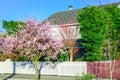 Residential house with white fence and blooming pink cherry flower in Seattle springtime Royalty Free Stock Photo