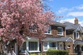 Residential neighborhood with flowering crabapple tree