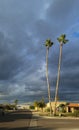 Sky Tall Palms in a Street Corner, Phoenix, AZ