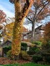 tree trunk enveloped in ivy