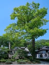 Very tall oak tree towering above houses