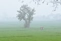 Toxicity of pesticides, man working at farmland, rice fiel