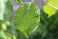 Residual dew on the rose leaf