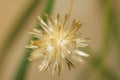 Residual fruit of tridax daisy