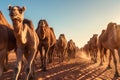 Resilience Amidst the Sands: A Closer Look at the Desert Ecosystem