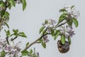 Resilience - old apple surrounded by new life