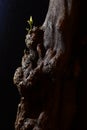 resilience, sprout coming out of a log